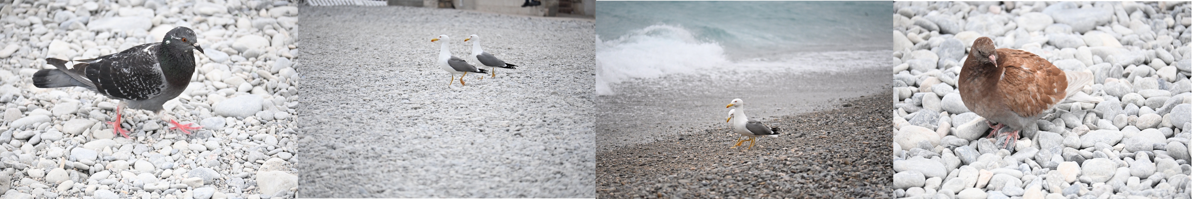 On vole sur la Promenade (des Anglais)